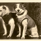 Image for article titled That Time Soviet Russia Sent Dogs Into Space